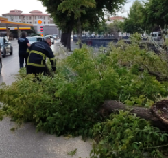 Kent merkezinde kısa süreli etkili olan fırtına ağaç devirdi.