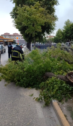 Kent merkezinde kısa süreli etkili olan fırtına ağaç devirdi.