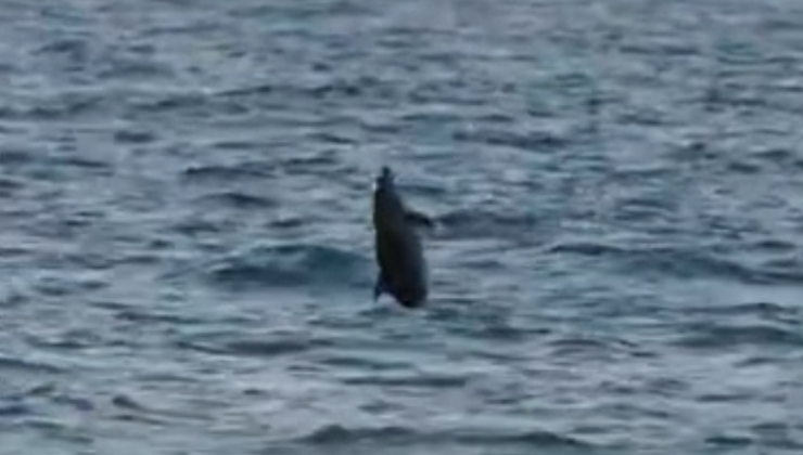 Abana’da Yunuslar’dan dans seromonisi