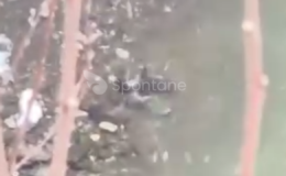 Nadir Görülen o Hayvan Kastamonu’da oyun oynarken görüldü