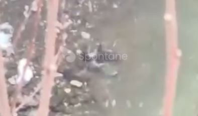 Nadir Görülen o Hayvan Kastamonu’da oyun oynarken görüldü