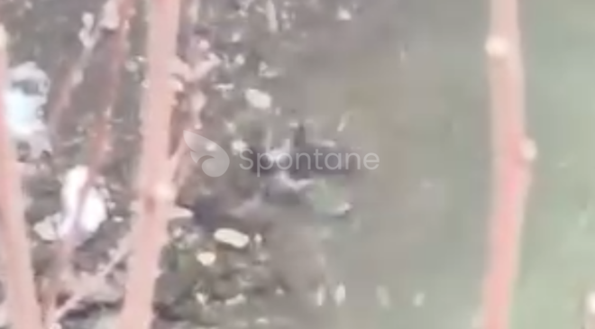 Nadir Görülen o Hayvan Kastamonu’da oyun oynarken görüldü