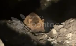 Kastamonu’da bir Şantiyede Boz Ayı Görüldü