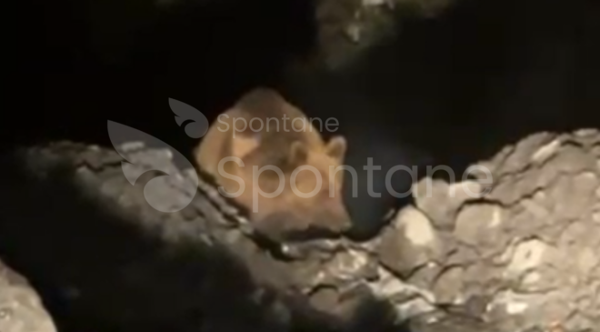 Kastamonu’da bir Şantiyede Boz Ayı Görüldü