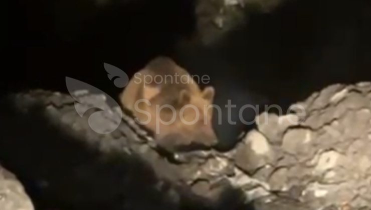 Kastamonu’da bir Şantiyede Boz Ayı Görüldü