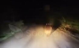 Kastamonu’da Yola Çıkan Ayı’ya Sellektör Yapıldı