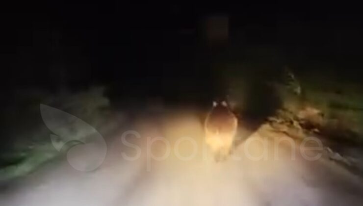 Kastamonu’da Yola Çıkan Ayı’ya Sellektör Yapıldı