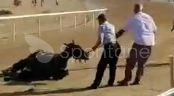 (Video haber)Taşköprü’de Atlar Birbiri İle Çarpıştı