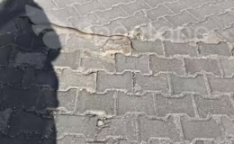 (Video Haber)Kastamonu’da Görüntülenen Sürüngen Merak Uyandırdı!