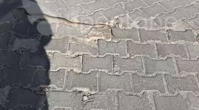 (Video Haber)Kastamonu’da Görüntülenen Sürüngen Merak Uyandırdı!